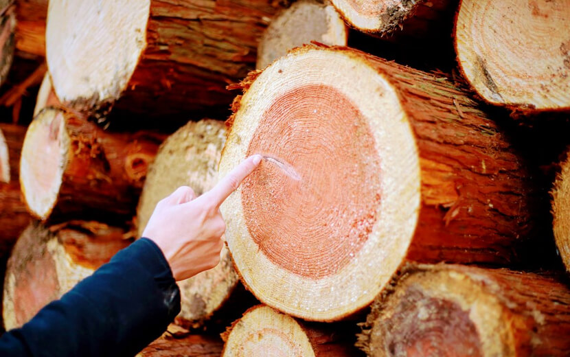 お家を支える木の話。森の遠足ツアー